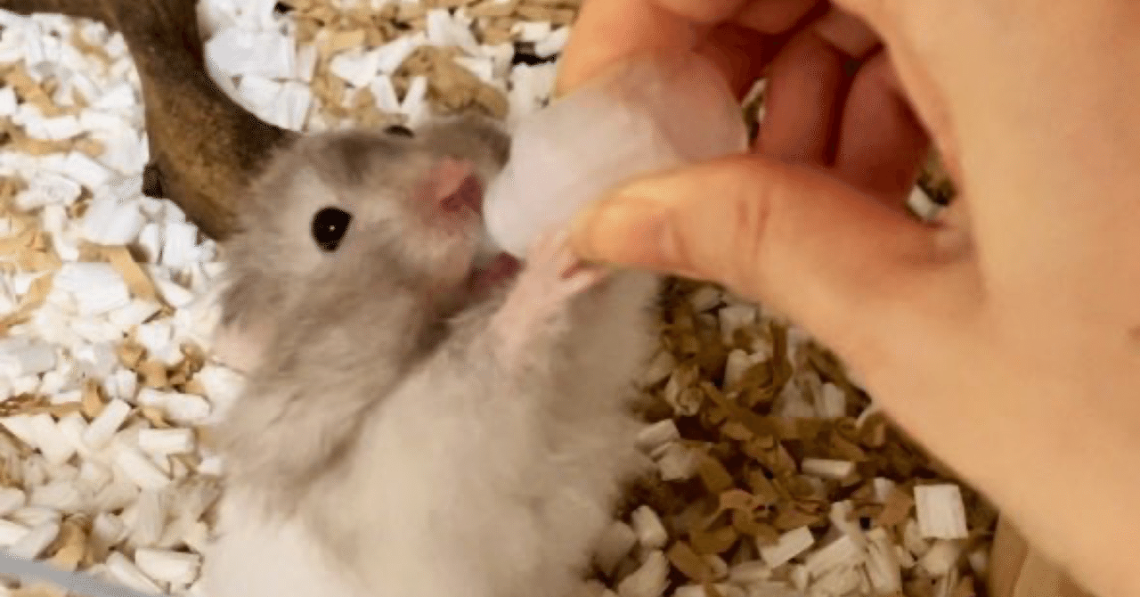 みわエキゾチック動物病院の愛玩動物看護師(動物看護師) 求人・募集-東京都品川区の動物病院(ペットクリニック)