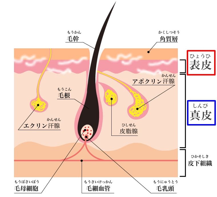 顔脱毛はニキビがあるとできない？悪化した・改善したの噂の真相と肌荒れせずに医療レーザー脱毛・光脱毛する方法 | MOTEO