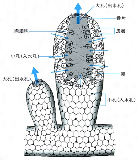 海綿(カイメン)とは？ 意味や使い方 - コトバンク