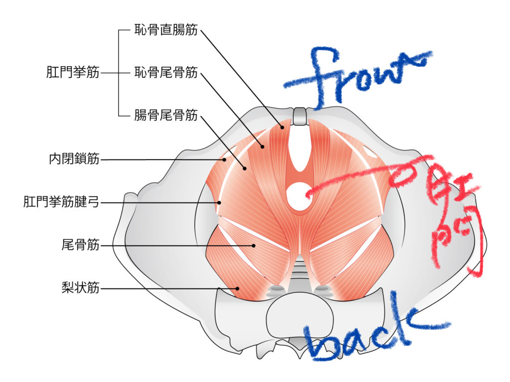 アナルの最強性感帯・S字結腸を開発してS字イキする方法 | シンデレラグループ公式サイト