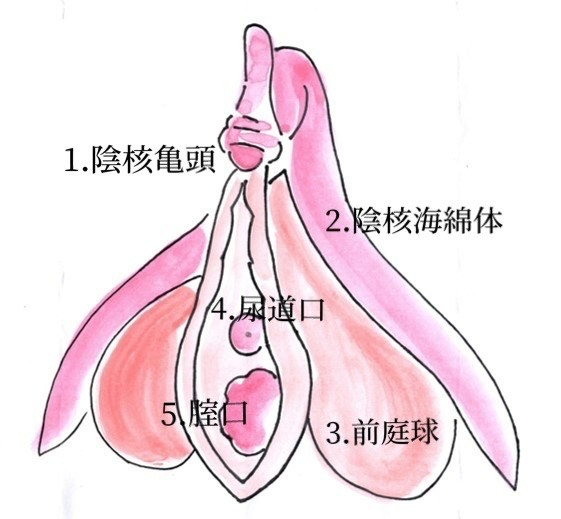 クリトリスってどこ？仕組みや気持ちいいと感じる刺激方法を徹底解説 | ファッションメディア