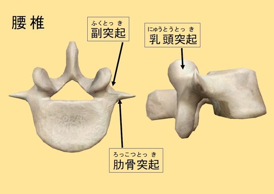 軸椎 - Wikipedia