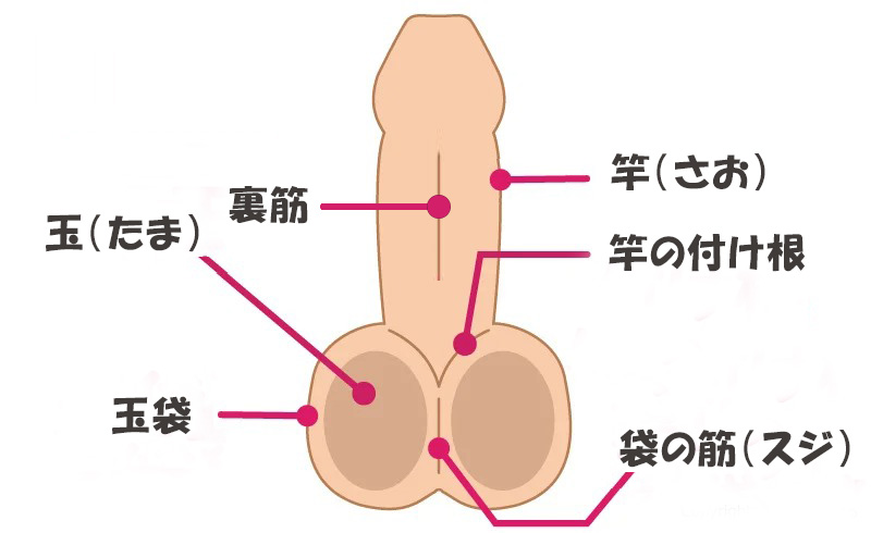 玉舐めとは？気持ちいい体験談や風俗、パートナーへの頼み方などを紹介｜風じゃマガジン