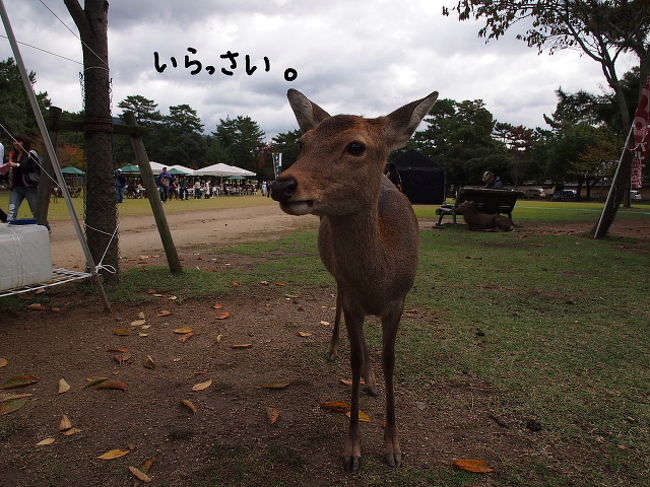 ニッポンの食文化を楽しもう。 Vol.04 サイクリングサイクリング奈良！の巻』奈良市(奈良県)の旅行記・ブログ