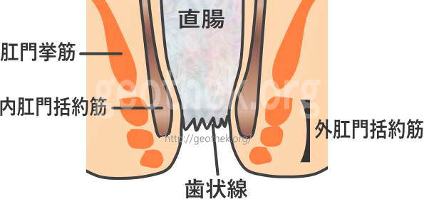 完全版】縦割れアナルとは？正しい作り方・原因・治るかどうかも解説！｜駅ちか！風俗雑記帳