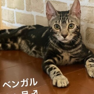 ホテル やんちゃな子猫(大阪府枚方市)の情報・口コミ [ラブホテル