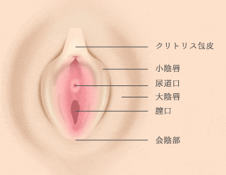 クリトリス 包茎に関する医師への質問47件 - 日本最大級／医師に相談できるQ&Aサイト