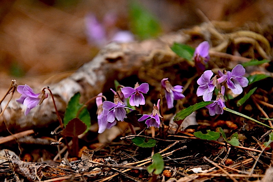 ムラカミタチツボスミレ （スミレ科） : 私の植物観察日記