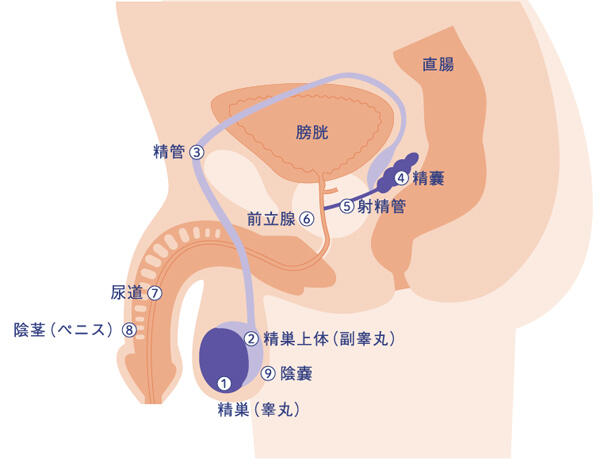 大阪のキャバクラ体入【体入マカロン】