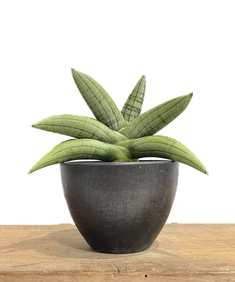 Sansevieria Rorida＊サンスベリアロリダ＊斑入り＊ 立ち上がり