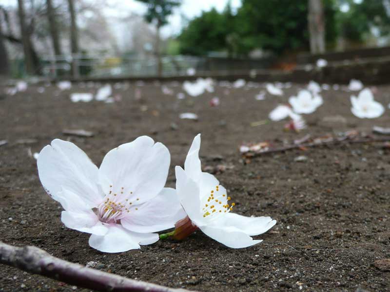 【まるで花びらのようなソフトクリーム🌸】, 富山県南砺市にある『麺屋ひろまる』, オモウマイ店にも取り上げられた,