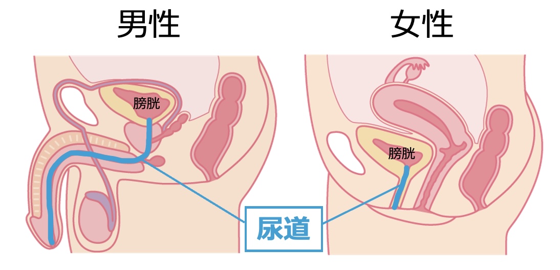 第3類医薬品】チョコラＢＢこどもシロップ ３０ＭＬｘ２ |