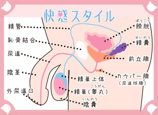 前立腺がんのTNM分類について教えてください。 ｜前立腺がん