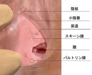 初登場・夏野華！間欠泉な潮吹き！連続絶頂が止まらない！クリチ○ポ攻めまくり！同時に乳首いじり！6種オモチャ即イキ研究！オホ声！おしっこも！【実演音声、ASMR】（ぼっちえっちLAB）の通販・購入はメロンブックス  |