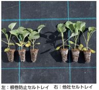 Amazon.co.jp: カンゾウ筒（甘草筒、根菜栽培パイプ） 10枚セット: DIY・工具・ガーデン