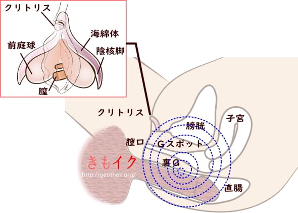 完全版】正しいアナルセックスのやり方とは？初心者向けに準備や注意点について解説！｜駅ちか！風俗雑記帳