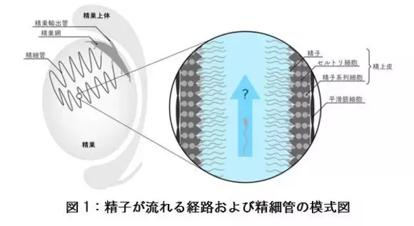 精液って実際どんな味？喫煙者の精液はまずい!?白濁液のアレコレ調べてみた｜BLニュース ちるちる