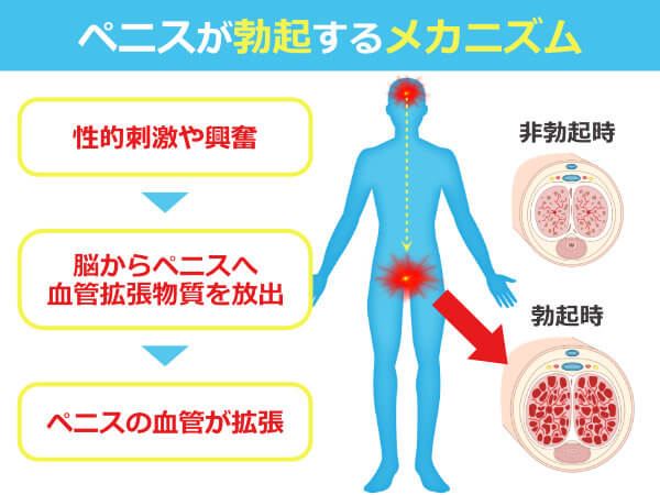 増大手術