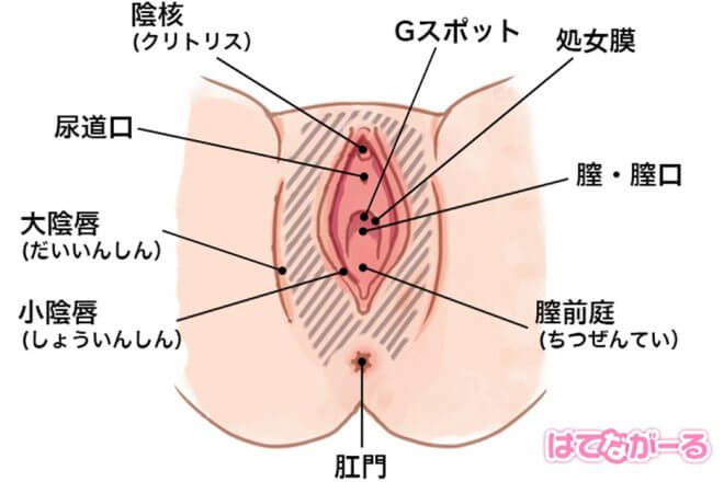 女性はクンニで潮吹きする？潮吹きさせるためのコツ・やり方など｜日本橋の風俗・ホテヘルなら未経験娘在籍店【スパーク日本橋】