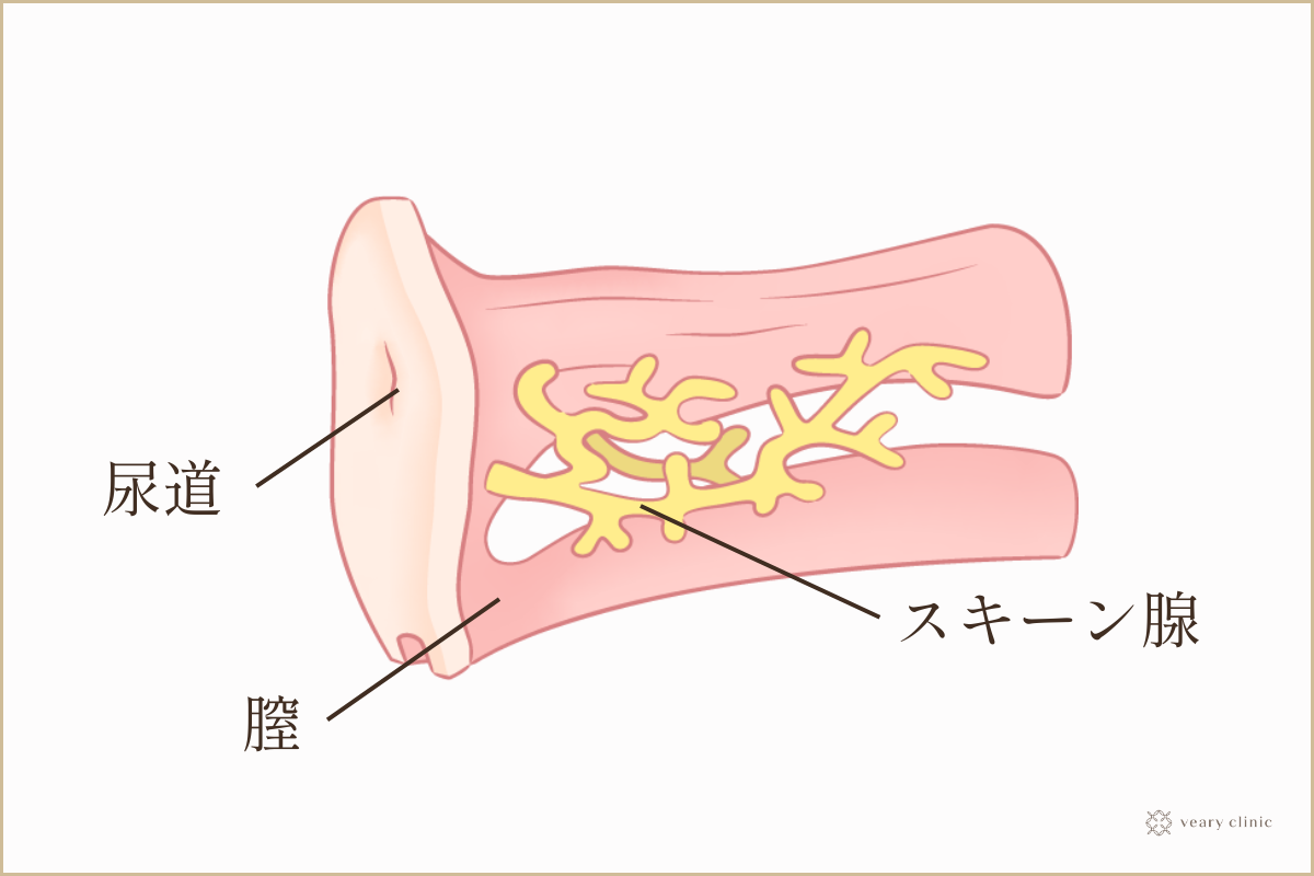 女性がイキまくる四つん這いクンニのやり方｜コツや注意点をわかりやすく解説！｜駅ちか！風俗雑記帳