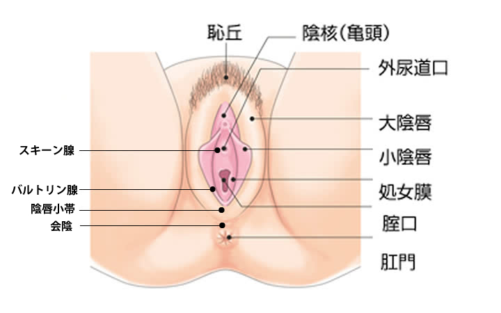 小陰唇の形や大きさの平均は？正しい位置とともに肥大化のセルフチェックを解説｜スワンクリニック銀座