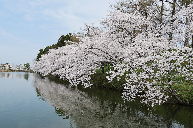 Amazon.co.jp: 【高田】と彫刻してある印鑑です黒檀(こくたん)12mmサイズ 銀行印・認印 皮袋付印鑑《プライム当日出荷》