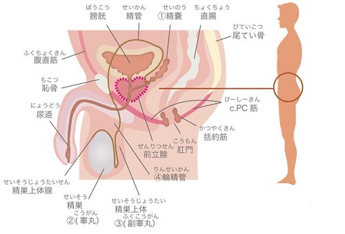 ペニスを大きくする食べ物を9つ紹介！なるべく安く増大したい人、必見。 | VOLSTANISH