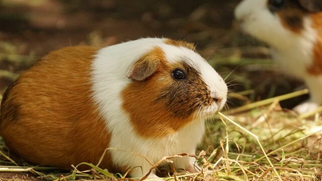 中央動物総合専門学校の情報満載 - 学校選びは【みん専】