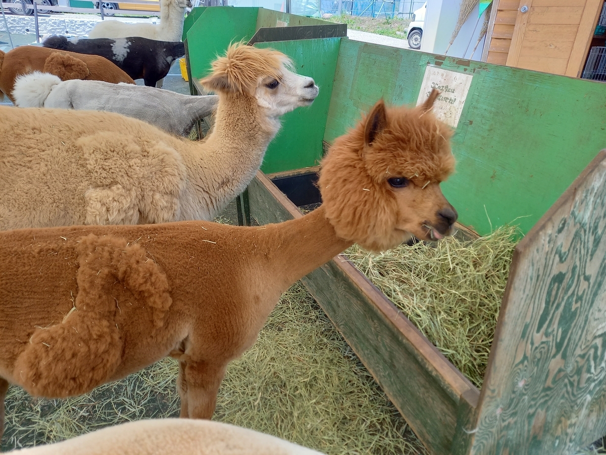 日本の聖地！？』ステーキハウス寿楽、アルパカ牧場 | 今日よりちょっと、いい明日へ