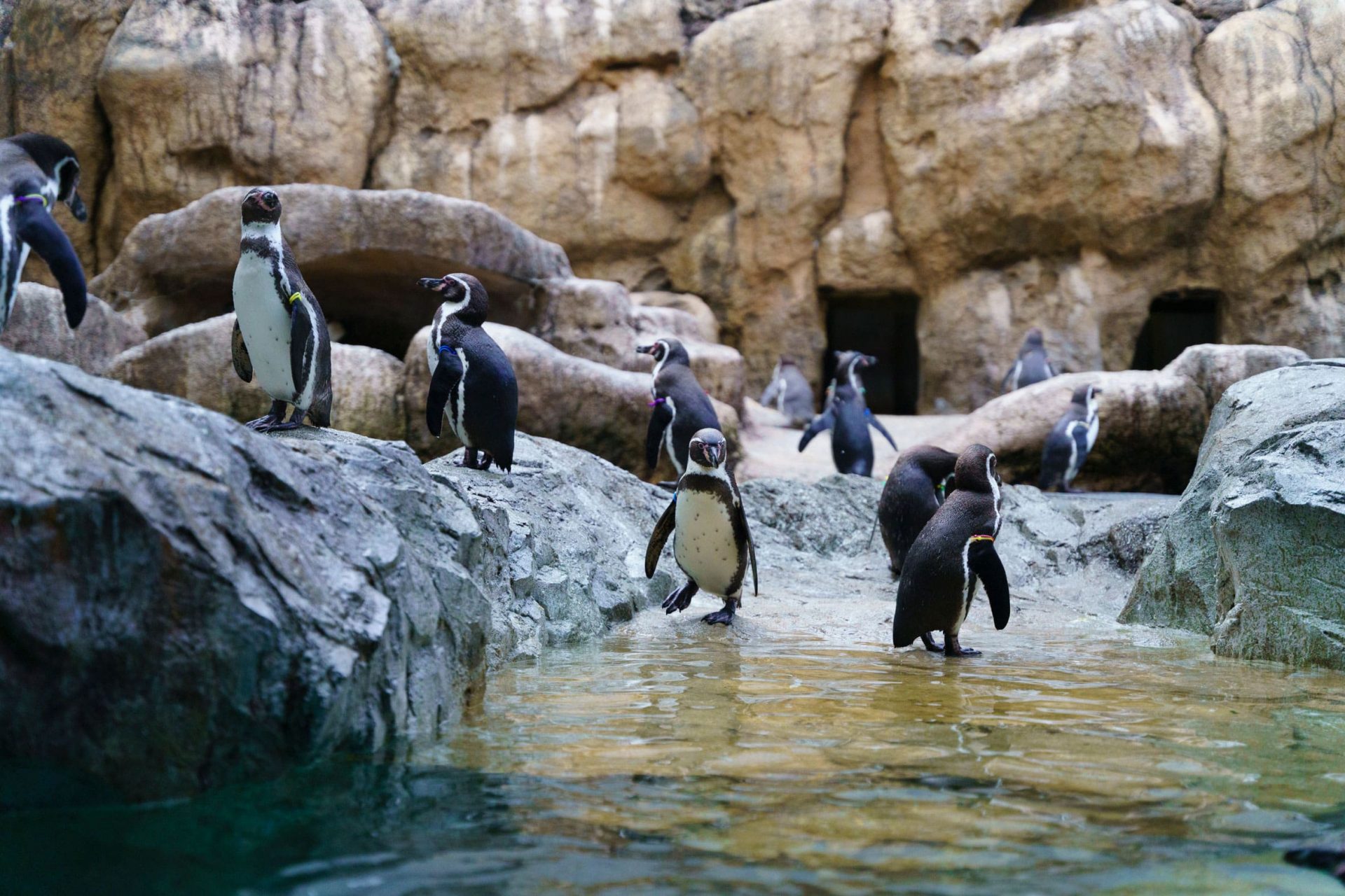 アトリエたちの動物園2021（西洋館展覧会）開催のご案内 | 駅チカアート市