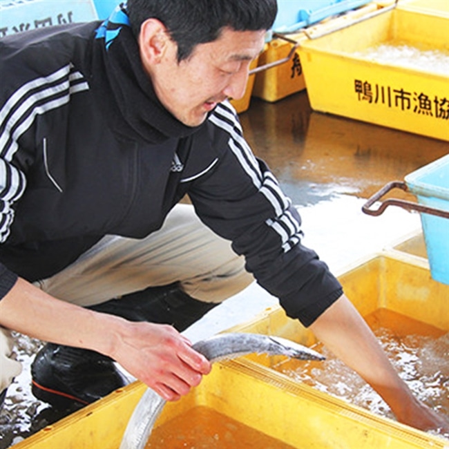 さかなクンの館山漁業と美味しい魚