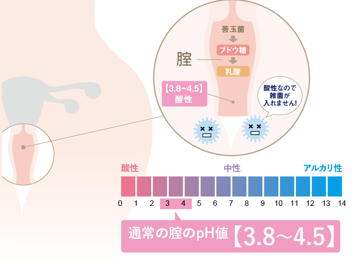 やむちゃさんのプチシャワー・セペの口コミ評判レポート｜コスメニスト