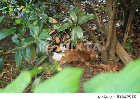 猫同士なめるのはなぜ？ 複数飼いの猫たちのかわいい仕草の心理を獣医師に聞いた｜ねこのきもちWEB MAGAZINE