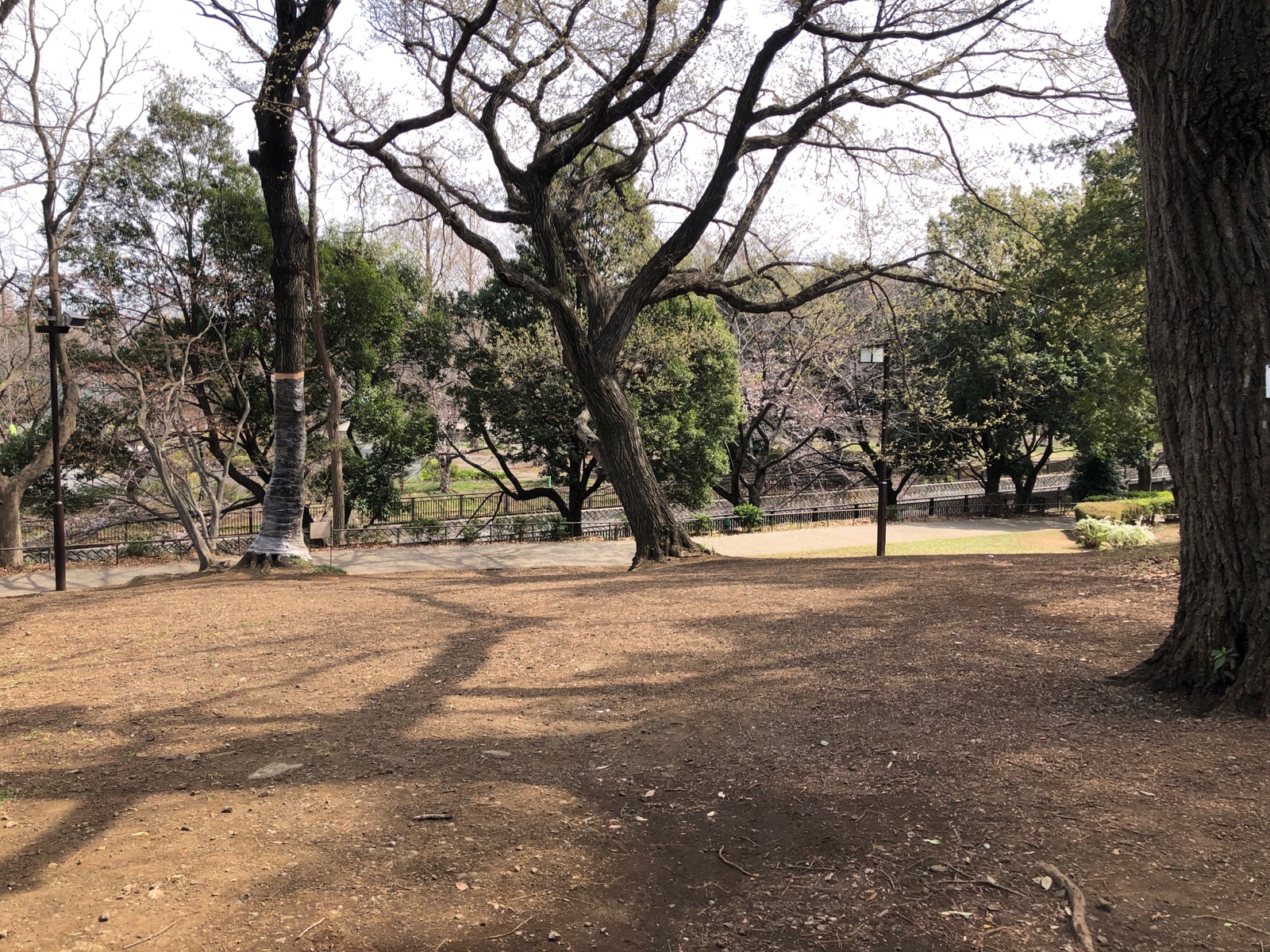 祖師谷公園 － 野鳥初心者の東京・埼玉うろうろ日記 | お散歩パンダ.com