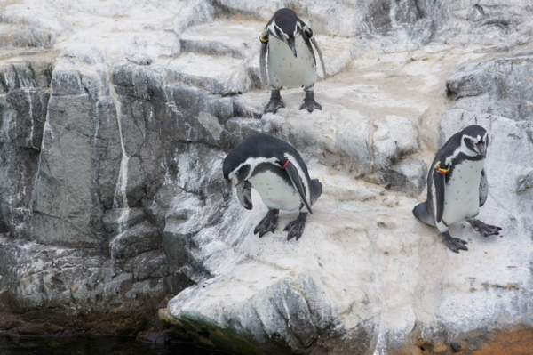 グラニフ×「Suicaのペンギン」のさかざきちはる、ユーモア溢れるペンギンを描いたコラボアイテム(2023年7月8日)｜ウーマンエキサイト(1/2)