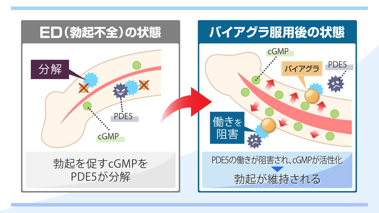 精力剤おすすめランキング14選！勃起力や即効性をもとに解説！│健達ねっと