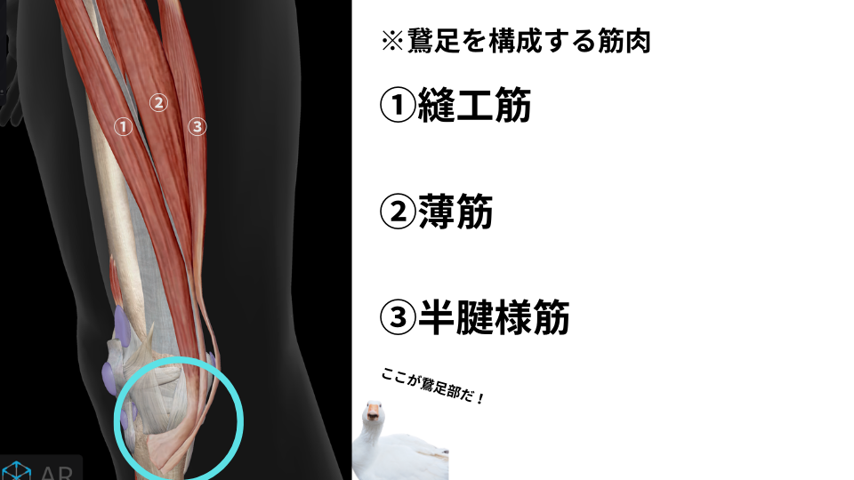 久喜のグロインペイン症候群(股関節の痛み)治療】痛みなくスポーツしたい方の為の整体専門治療院 |久喜の整体「医療従事者も推薦」久喜ななつぼしカイロ整体院