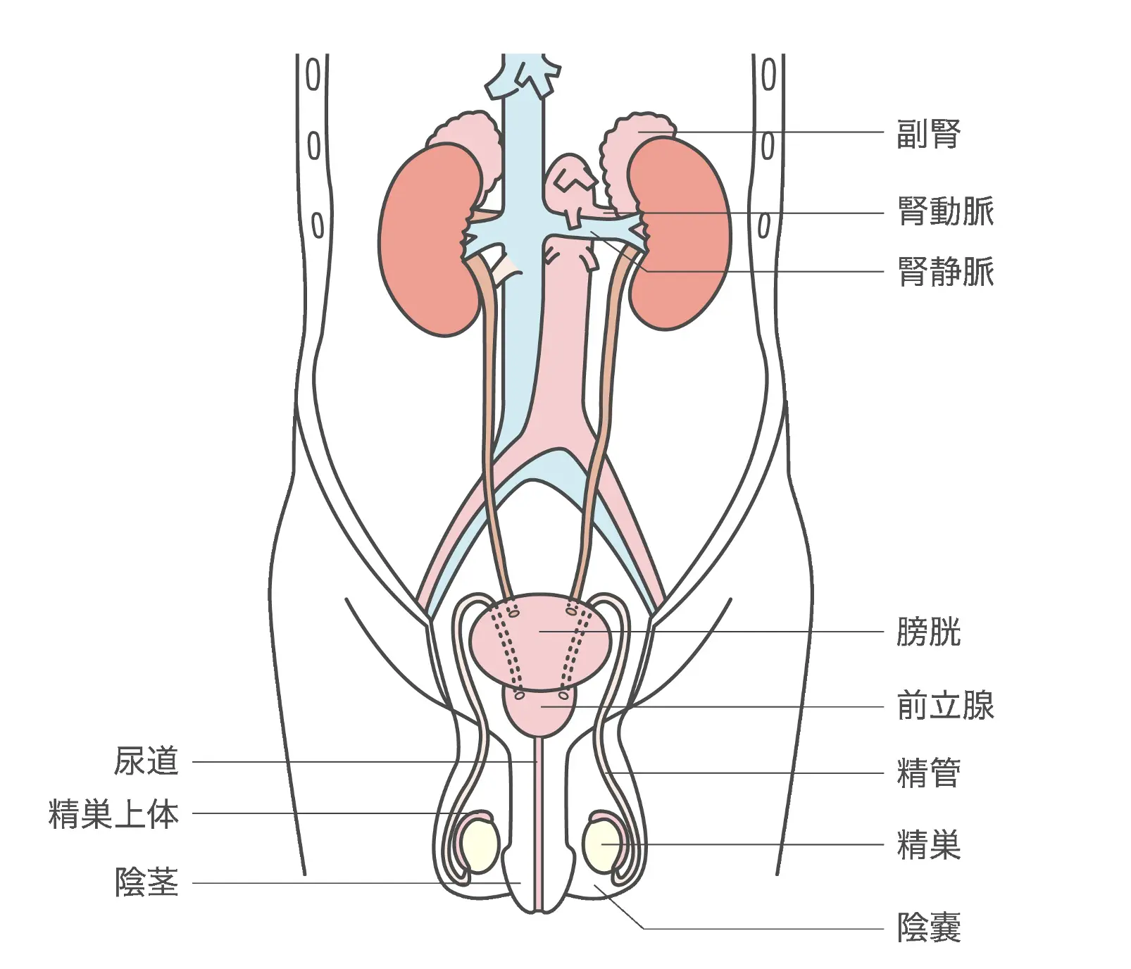 悲報】東北大学「洗面所でオナニーするのやめろ!精子で排水管詰まって工事に莫大なお金かかるぞ!!!」 : 痛いニュース(ﾉ∀`)