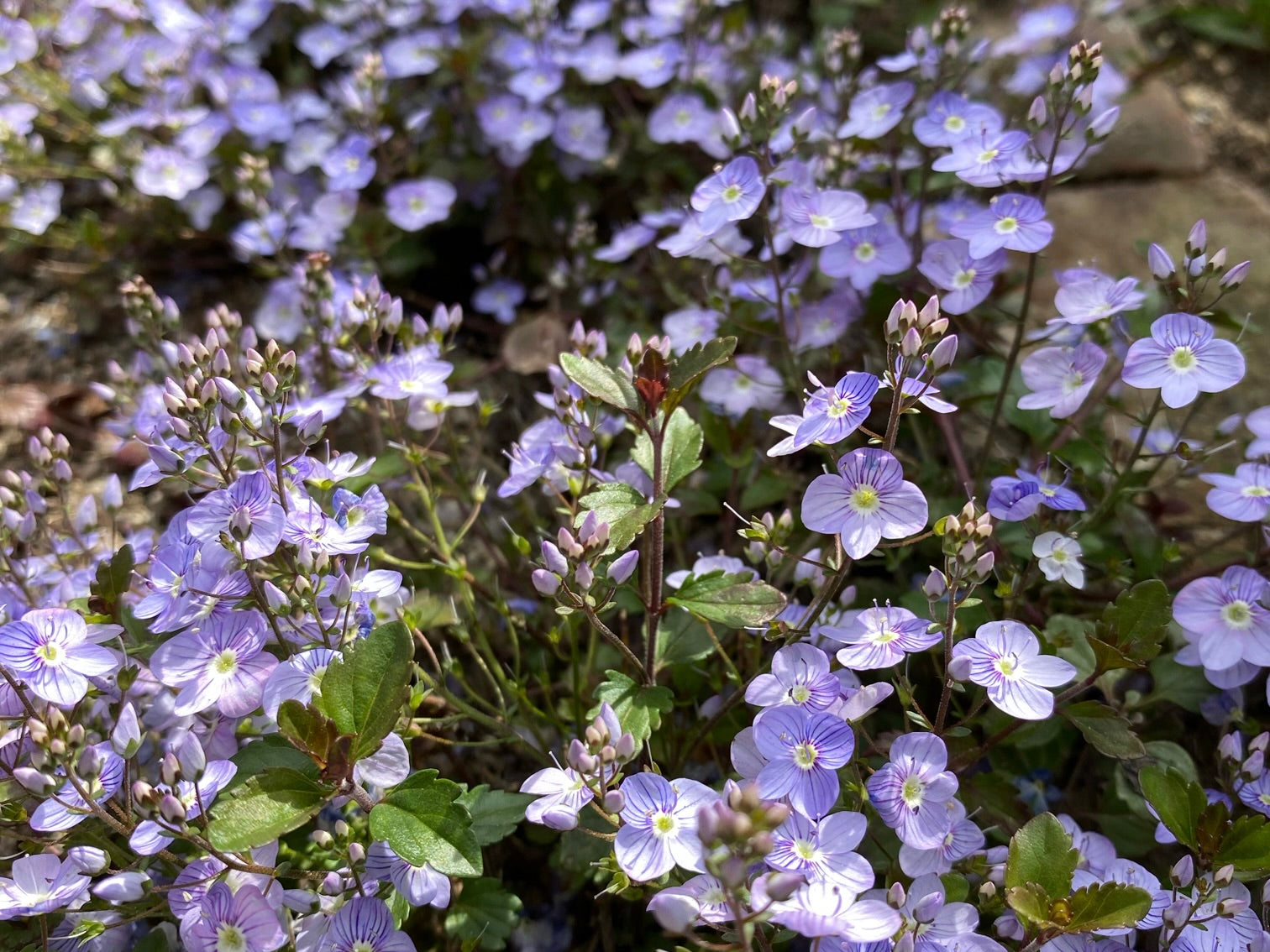 ベロニカとは｜育て方がわかる植物図鑑｜みんなの趣味の園芸（NHK出版）