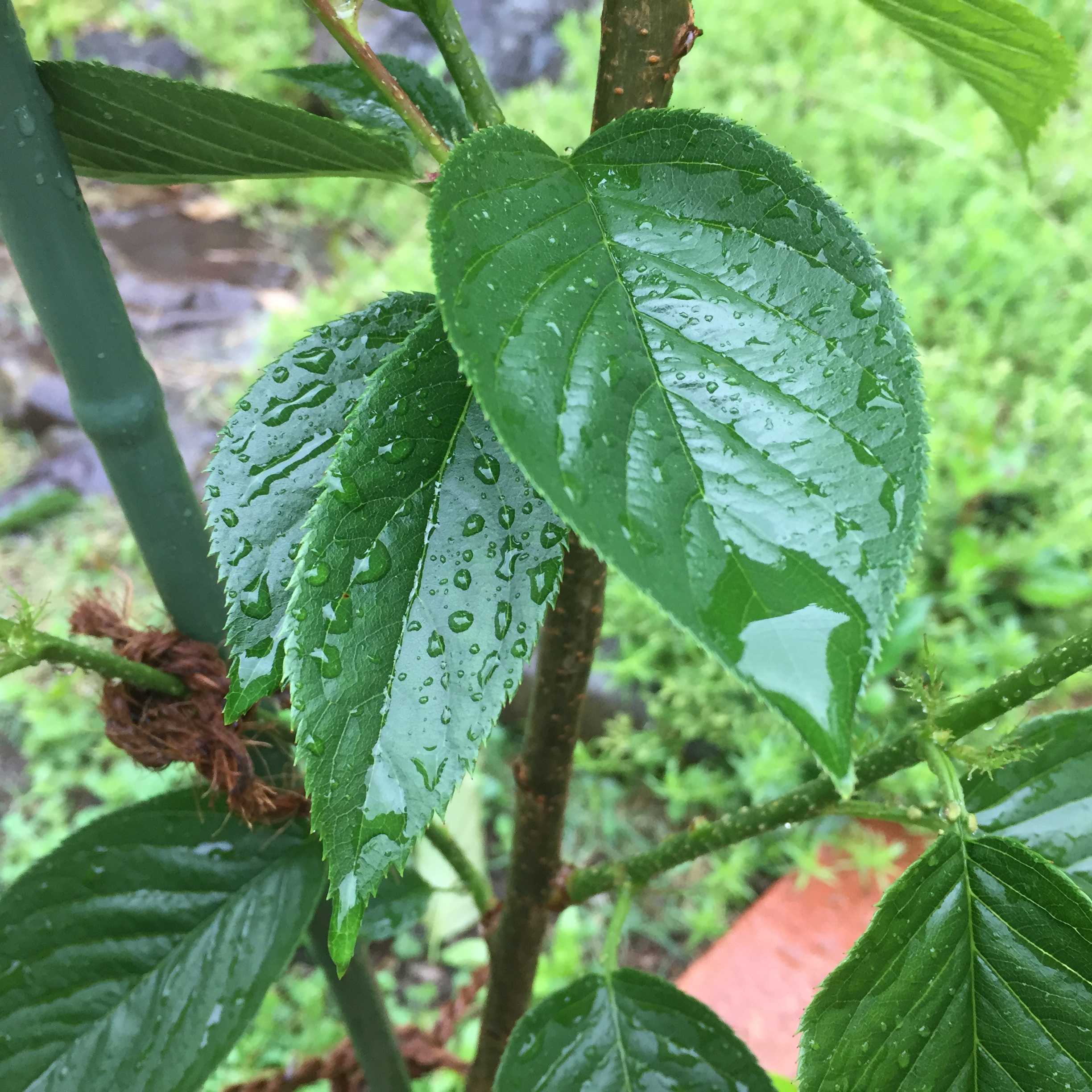 別邸 古都「桜庭 みやび