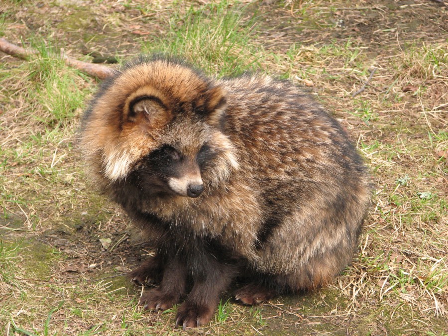 珍獣さん、再び | まるはばのブログ