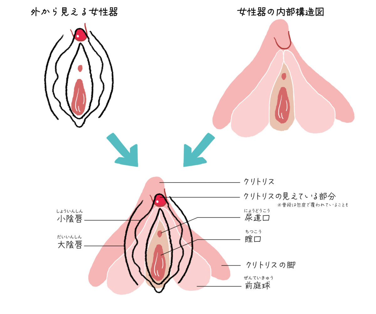 陰核（クリトリス）包茎術｜婦人科形成なら湘南美容クリニック【公式】