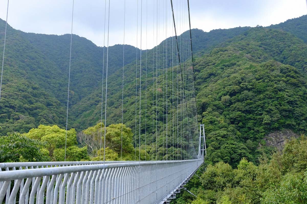 照葉大吊橋 - 綾町ホームページ