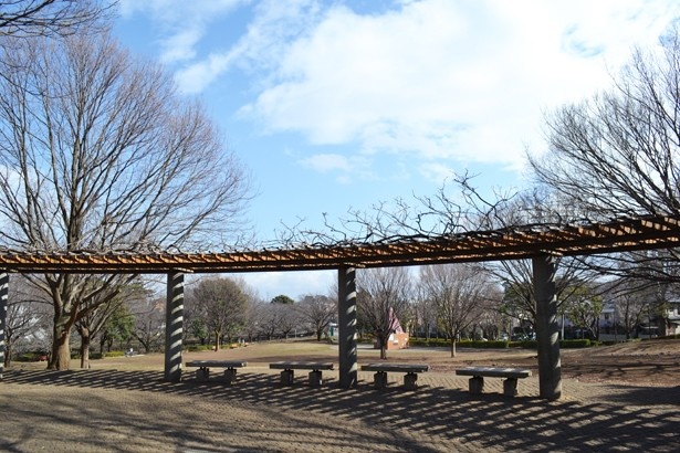 ようやく開放された みんなの森周辺 最高の紅葉日和 | 驚きの日々！祖師谷公園をめぐる四季