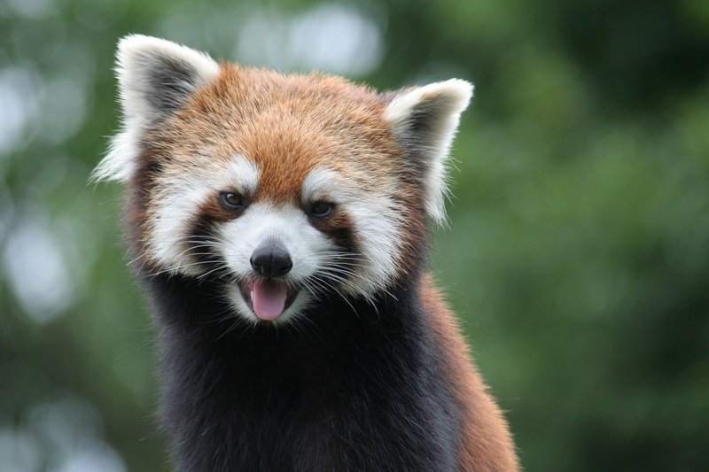 移動動物園[東船橋]｜介護付有料老人ホーム ニチイホーム 東船橋