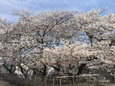 樹木葬の魅力 | 悠々樹木葬