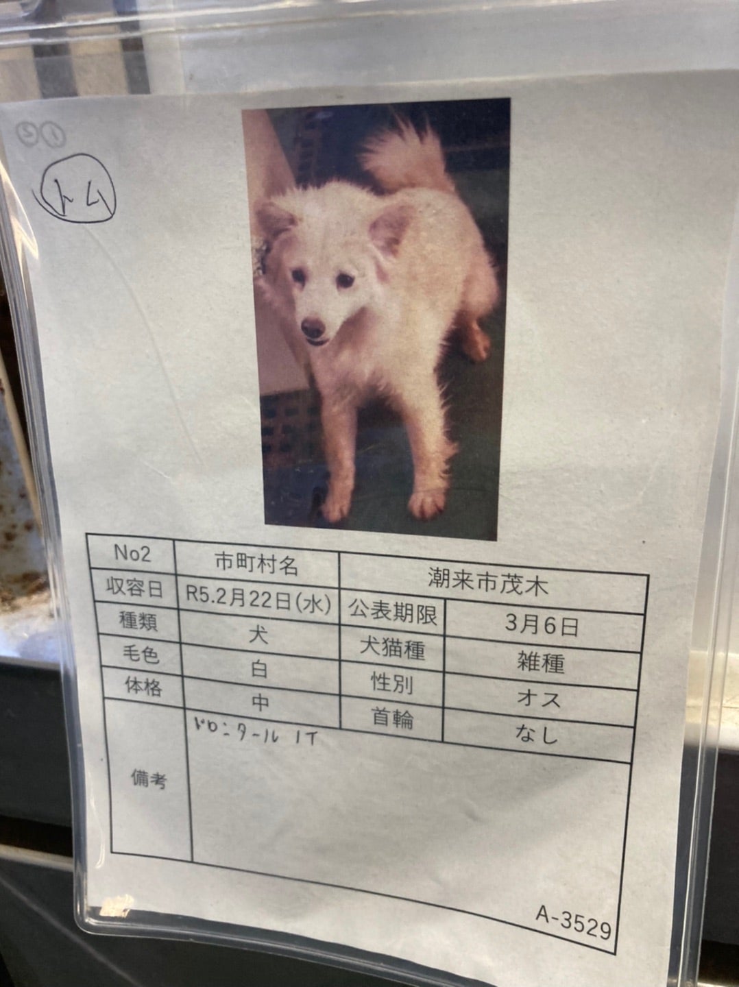 犬の里親募集】茨城県・雑種・里親決定！バディ君（チャコファミリー4兄妹）（ID:2310-01575）｜ハグー -みんなのペット里親情報