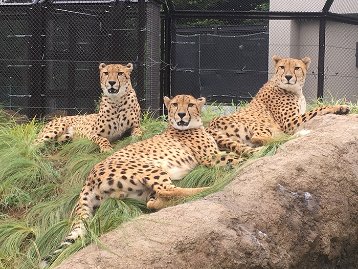 紅葉の美しい公園：ふなばしアンデルセン公園（千葉県船橋市）| PARKFUL公園をもっと身近に、もっと楽しく。