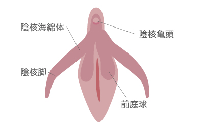 婦人科形成（女性器形成）｜あゆ皮フ科クリニック｜高槻市の一般皮膚科・小児皮膚科・皮膚外科・美容皮膚科・美容外科