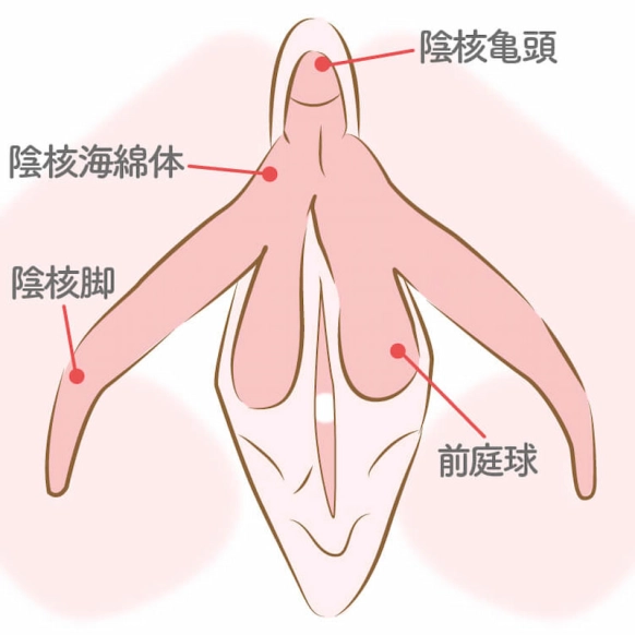 尿道は男女でどのように異なるの？ | 看護roo![カンゴルー]